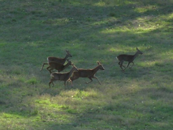 deers-at-pratolino