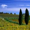 Italy, Tuscany, Chianti, Panzano in Chianti, 2001