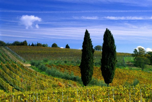 Italy, Tuscany, Chianti, Panzano in Chianti, 2001